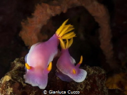 Hypselodoris apolegma, Shoot in Bangka,north Sulawesi,Ind... by Gianluca Cucco 